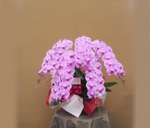 大きなピンクのコチョウラン　5本立｜「フラワーショップ花利」　（大阪府羽曳野市の花キューピット加盟店 花屋）のブログ