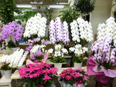 大阪府羽曳野市の花屋 フラワーショップ花利にフラワーギフトはお任せください 当店は 安心と信頼の花キューピット加盟店です 花キューピットタウン